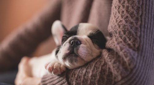 Essential Questions to Ask When Choosing the Perfect Pet Boarding Facility for Your Furry Friend